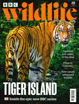 圖片 BBC Wildlife (UK)